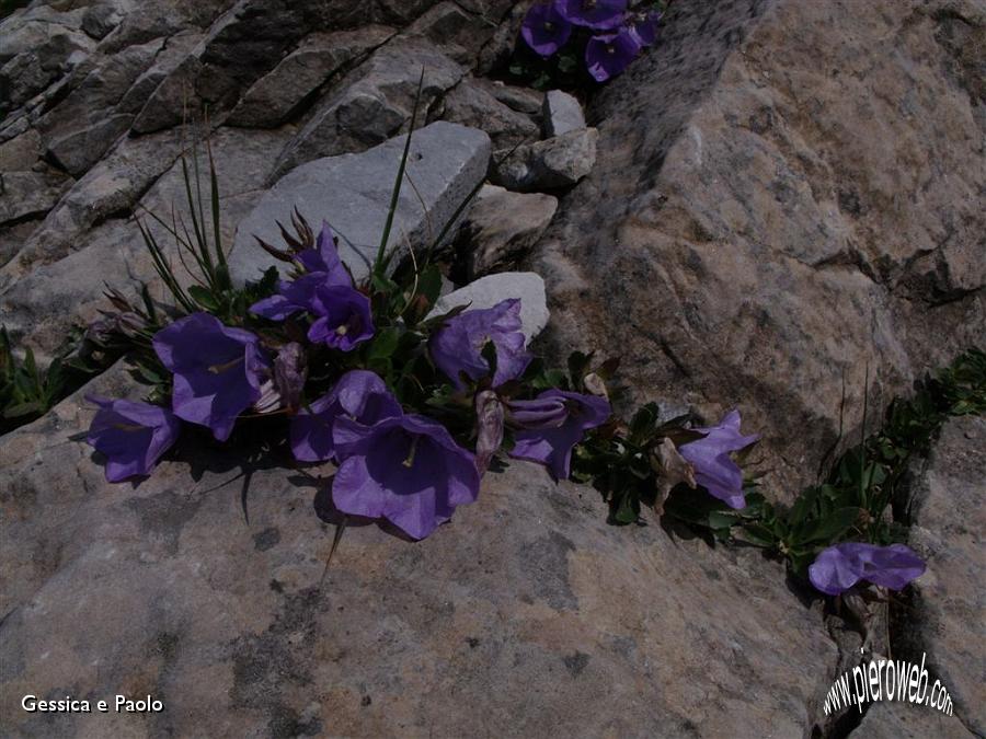 17 CAMPANULA RAINERI.jpg